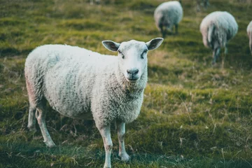 Fototapete Rund Curious sheep isolated on a farm in Norway © Alicia