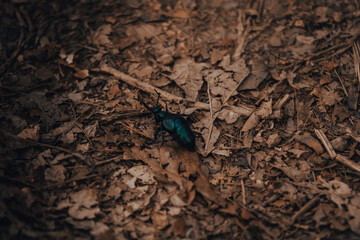 Insect