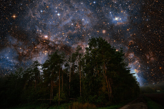 tall pine trees against the background of the starry sky moonless night Elements of this image Furnished by NASA.
