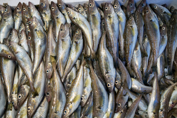 Fototapeta premium the haddocks in a fish market