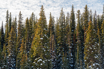 Snowy evergreen trees with cloudy sky