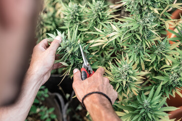 hands of young caucasian man working pruning cutting the leaves of a marijuana plant