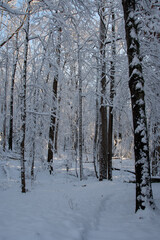 Virginia Woods in Winter