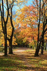 Fototapeta premium City park with trees with yellowed foliage in autumn