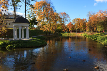Lake in a city park with wild ducks and a gazebo on the shore and trees with yellowed foliage