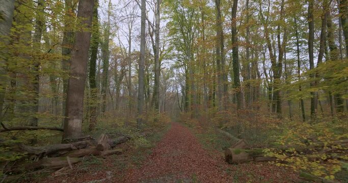 Spaziergang durch einen Wald im Herbst, Bayern Deutschland