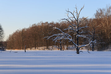 Snow covered field with trees and forest in the background