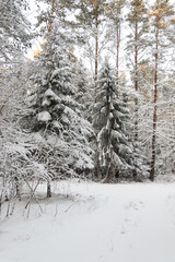 Fototapeta premium Snow-covered fir trees in a coniferous forest in frosty weather before Christmas
