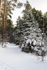 Snow-covered fir trees in a coniferous forest in frosty weather before Christmas