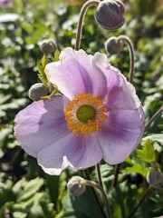 Anemone hybrid miracle flower portret in the garden