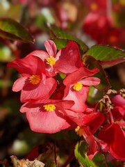 Begonia Everblooming bronze-leaved red close up