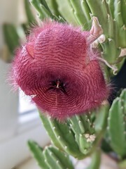 unusual fluffy pink flower close up