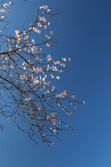 Cherry Blossom