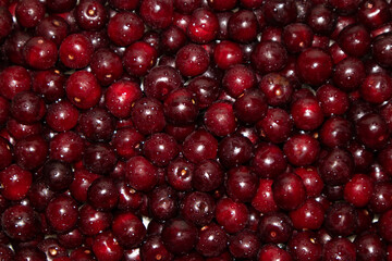 Background of red ripe cherries. View from above.