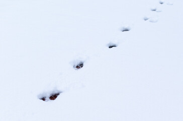 Footprints of wild animals and birds on deep white snow
