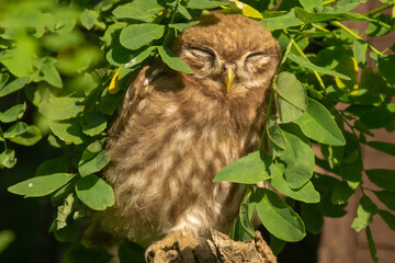 little owl, owl of Athena or owl of Minerva - Athene noctua hide in green leaves. Photo from  Kisújszállás in Hungary.
