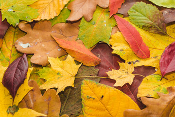 Autumn multi-coloured leaves background texture. Bright abstract autumn foliage background. Composition of yellow, green, red, orange autumn leaves. Fall leaves texture