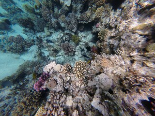 Underwater Tropical Corals Reef and sea fish Red Sea in Egypt