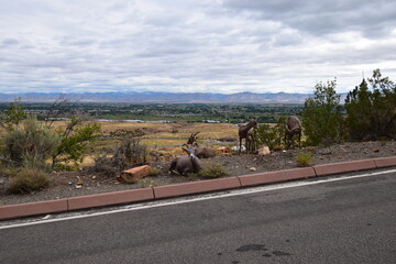Mountain goats alongside mountain road in Colorado