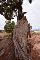 Close-up of detailed juniper tree bark with dramatic wide landscape