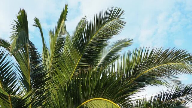 Palm branches sway in the wind. Sunny weather. Vacation at the resort. Coconut and date leaves sway. The blue sky. Tourism and travel to tropical places. Montenegro, Meljine, palm trees near the