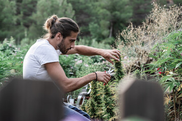 long-haired caucasian guy working quietly in a marijuana plantation