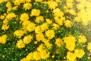 Blooming yellow chrysanthemum flower background. Bright yellow chrysanthemums in the autumn garden