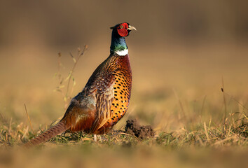 Ringneck Pheasant (Phasianus colchicus) male close up