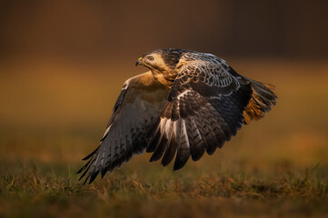 Common buzzard bird ( Buteo buteo )