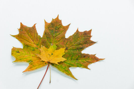 Autumn painting, Autumn maple leaves on white background, different colors. Two yellow green orange maple leaves. The smaller rests on the larger isolated on white. Botanical educational concept
