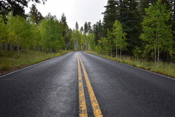 Fototapeta na wymiar Black asphalt road with yellow road division line and autumn forest with pine and aspen