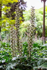 Acanthus mollis, commonly known as bear's breeches, sea dock, bearsfoot or oyster plant