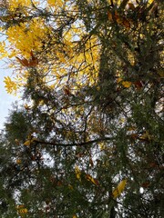 many yellow autumn leaves in nature