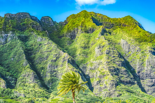 Colorful Palm Tree Green Mountain Kualoa Regional Park North Shore Oahu Hawaii
