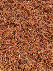 Closeup of autumnal red bald cypress needles with selective focus on foreground