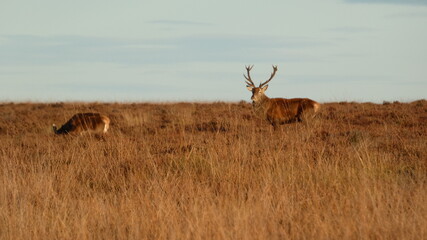 Deer in Field 1