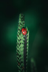 Fototapeta premium Ladybug (Coccinellidae) climbs a branch of wild grass
