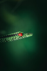 Ladybug (Coccinellidae) climbs a branch of wild grass