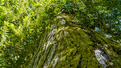 Looking into the branches of a giant cedar tree