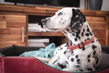 Dalmatian dog at home