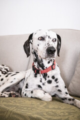 Dalmatian dog at home