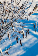 Shrub branches with dry leaves with snow close-up in winter