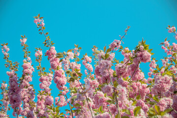 Fototapeta na wymiar Blossoming tree branches and blue spring sky background.