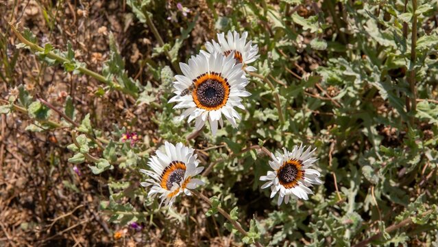 Closeup shot of blooming wild venidium flowers on a field