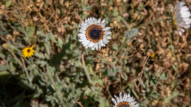 Top view of blooming wild venidium flowers on a field