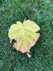 many yellow autumn leaves in nature