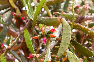 Opuntia cochenillifera (Also called Warm hand, nopal cactus) with a natural background. Opuntia cochenillifera is one of cactus species