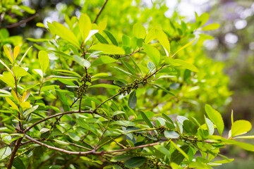 Fototapeta na wymiar Leaves of the Yerba mate (Ilex paraguariensis) plant in Argentina