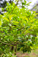 Fototapeta na wymiar Leaves of the Yerba mate (Ilex paraguariensis) plant in Argentina