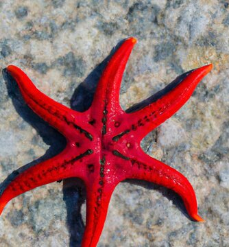 Closeup of a Red-knobbed starfish on a gray surface
